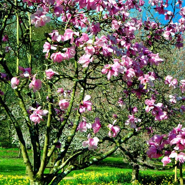 Magnolia Tree Blossom Batsford Arboretum Cotswolds UK Photograph Print