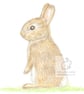Little Wild Rabbit - Keyring - Image 2