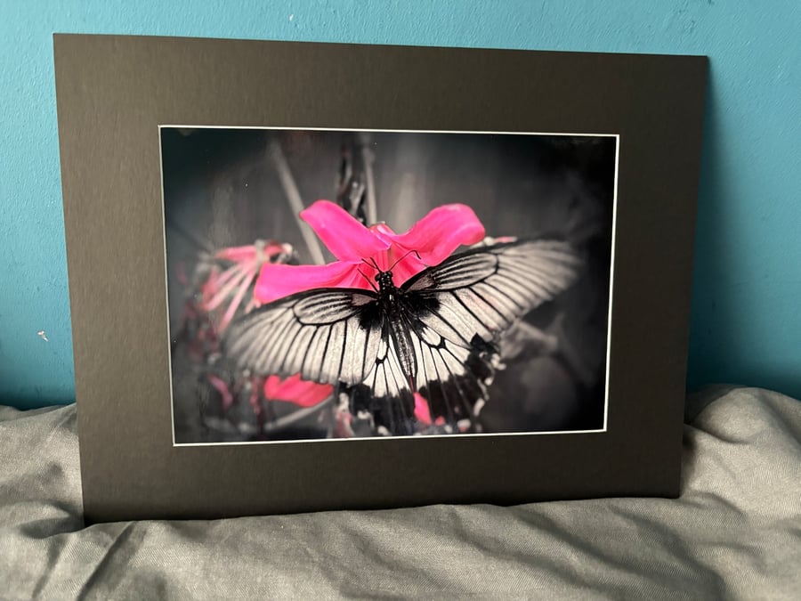 16x12 inch Black Mounted Print of Butterfly