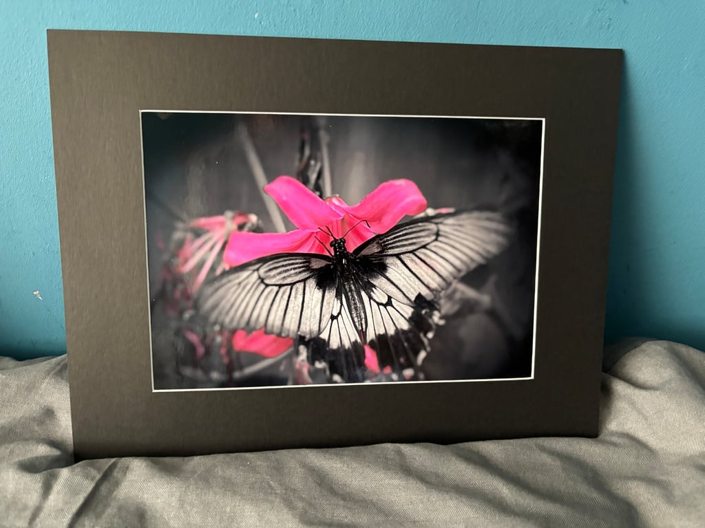 16x12 inch Black Mounted Print of Butterfly