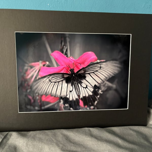 16x12 inch Black Mounted Print of Butterfly
