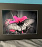 16x12 inch Black Mounted Print of Butterfly
