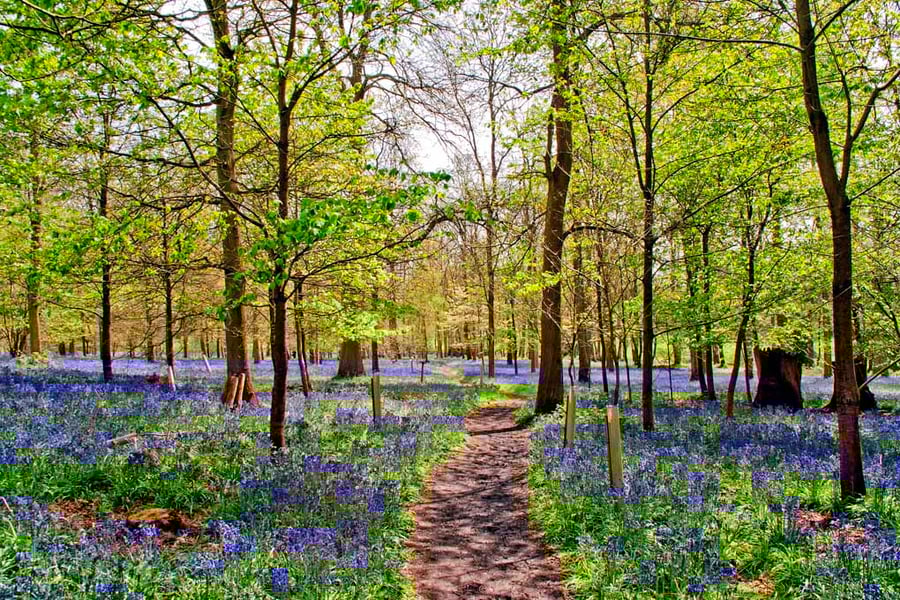 Bluebell Woods Greys Court Oxfordshire UK Photograph Print