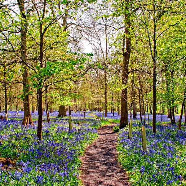 Bluebell Woods Greys Court Oxfordshire UK Photograph Print