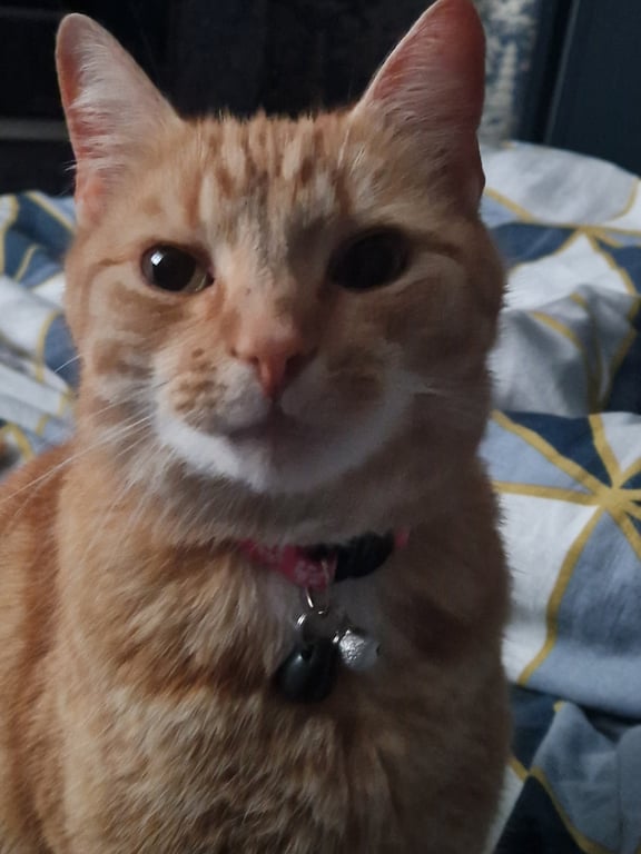 GingerCat Crochet Creations