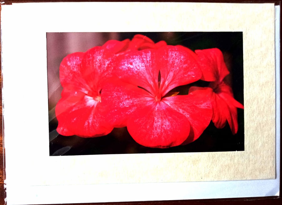 small greetings cards - floral photographic