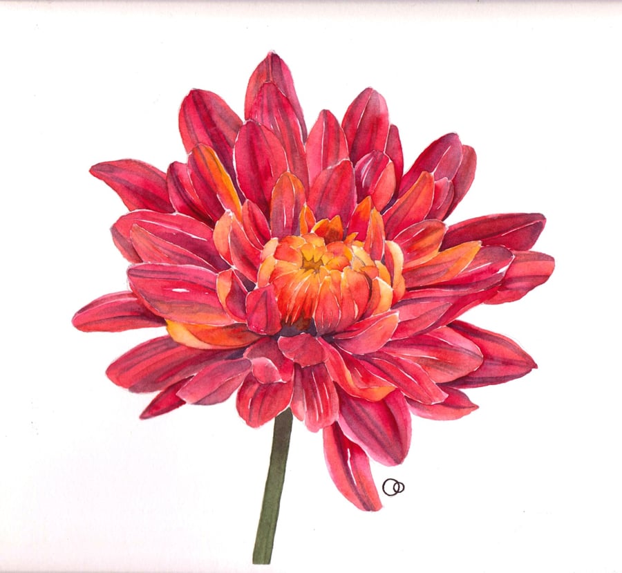 "Red Chrysanthemum" Original Watercolour