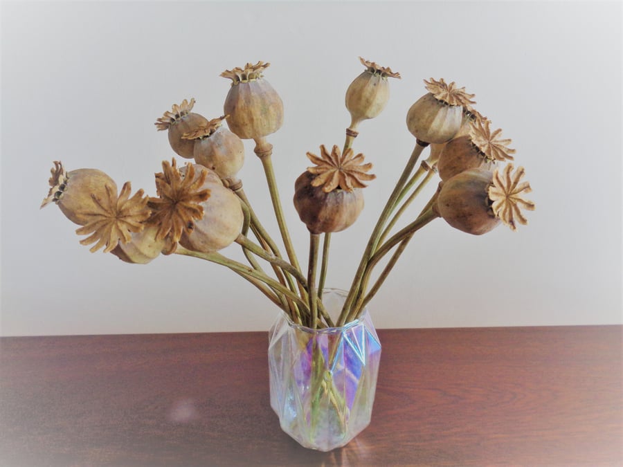 15 DRIED POPPY SEED HEADS - Home grown and prepared