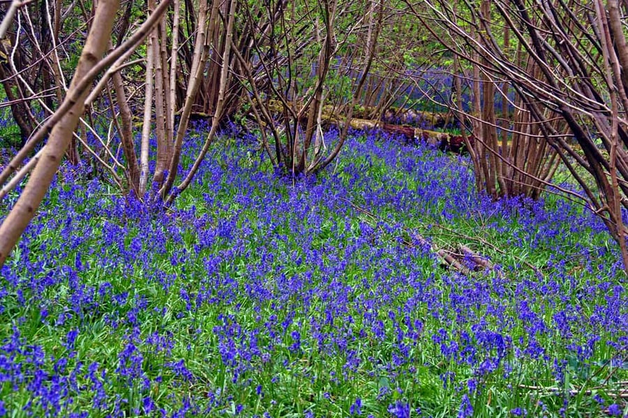 Bluebell Woods Spring Flowers Basildon Park Berkshire UK Photograph Print