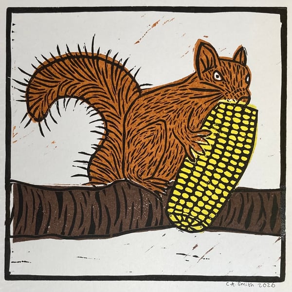 Red Squirrel eating sweetcorn