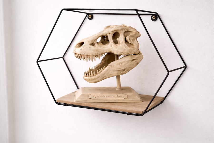 Handmade Tyrannosaurus Rex Skull Display