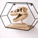 Handmade Tyrannosaurus Rex Skull Display
