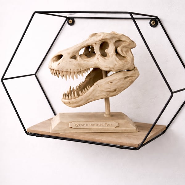 Handmade Tyrannosaurus Rex Skull Display