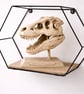 Handmade Tyrannosaurus Rex Skull Display