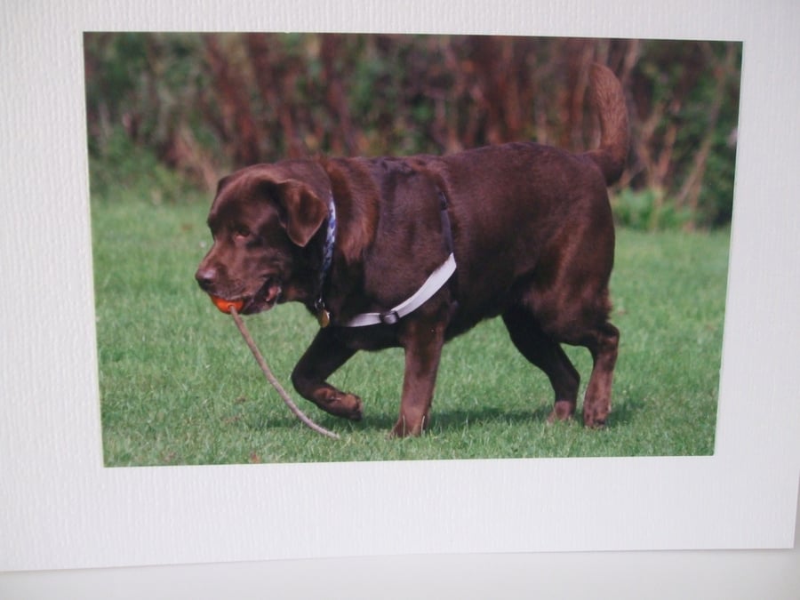 Greetings card with a photograph of a chocolate labrador .