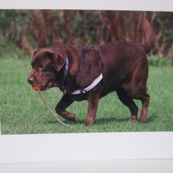 Greetings card with a photograph of a chocolate labrador .