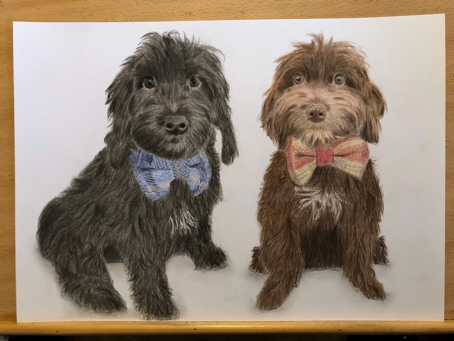 A3 Custom pet portrait for two pets made with coloured pencil