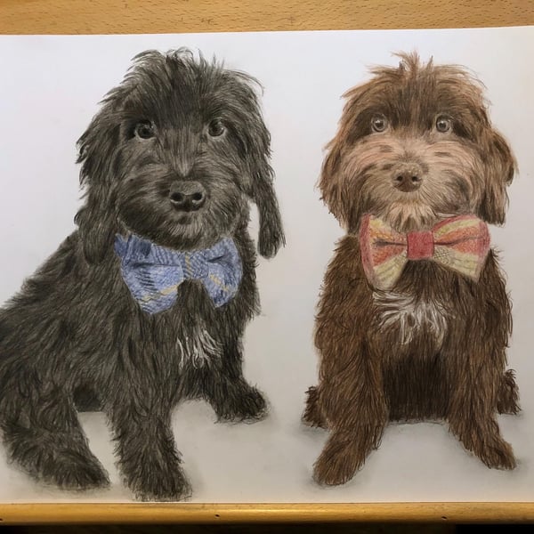A3 Custom pet portrait for two pets made with coloured pencil