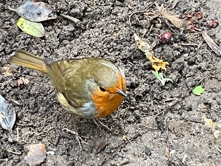 Garden Bird Greetings Card - Robin Photography - Blank inside.