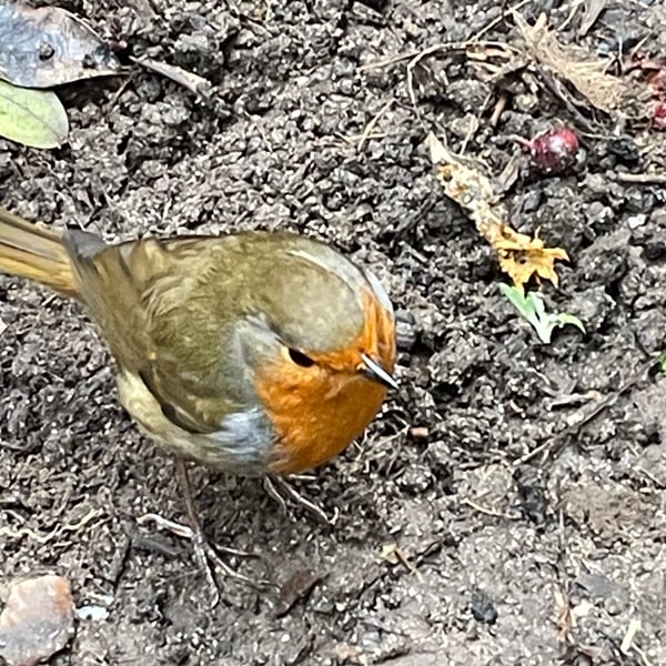 Garden Bird Greetings Card - Robin Photography - Blank inside.