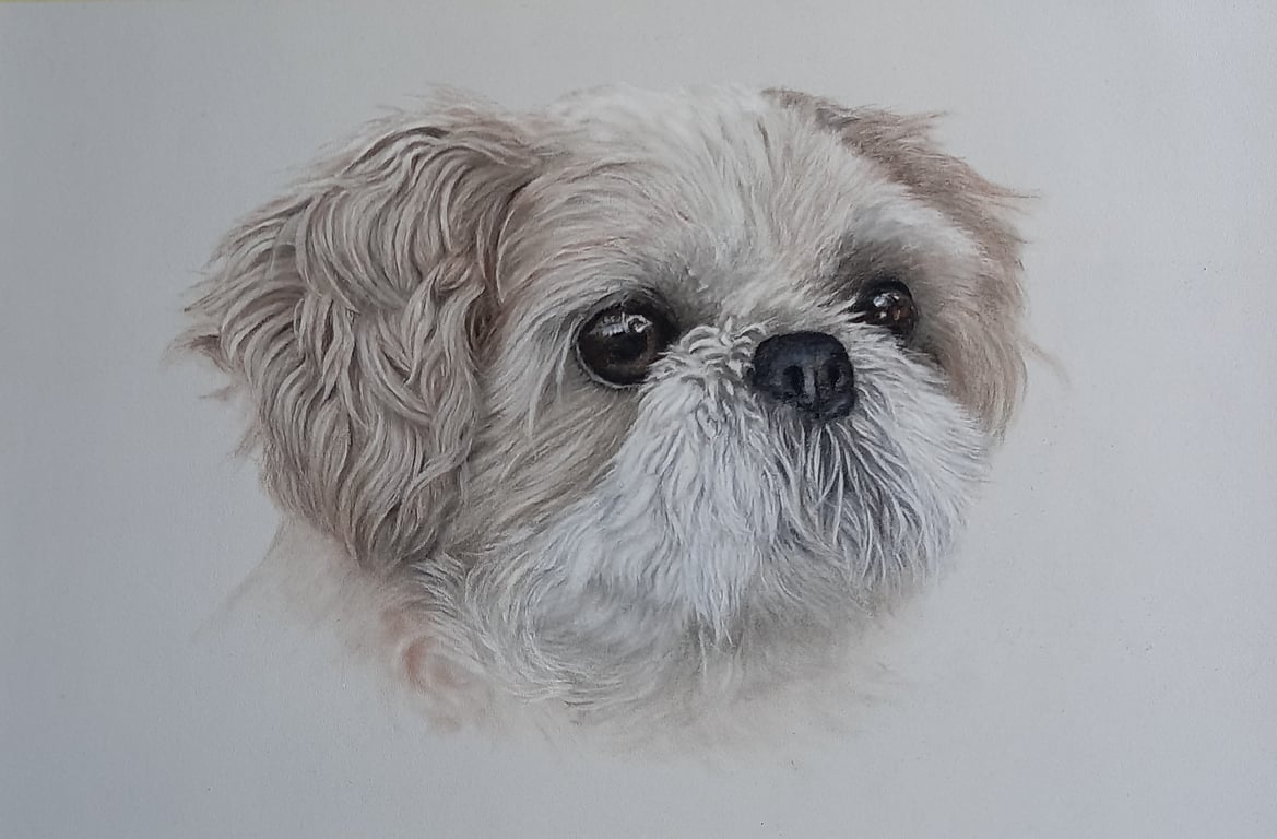 Pastel Portrait of a Shitzu Dog