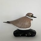Little ringed plover