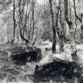 Frances Lumber Photography