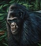 Pastel Portrait of a Gorilla