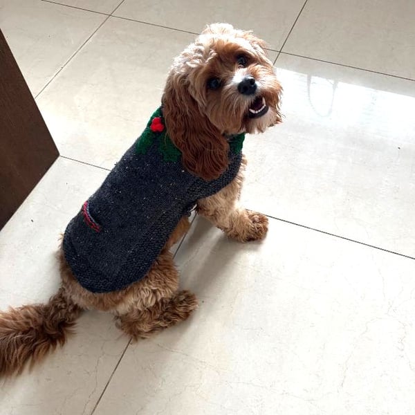 Large Dog Coat Dark Grey With Holly Leaves, Berries And A Poo Bag Pocket