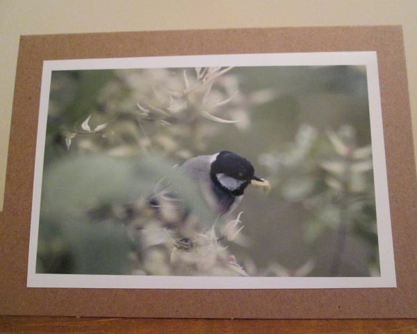 Great Tit Photo Greetings Card