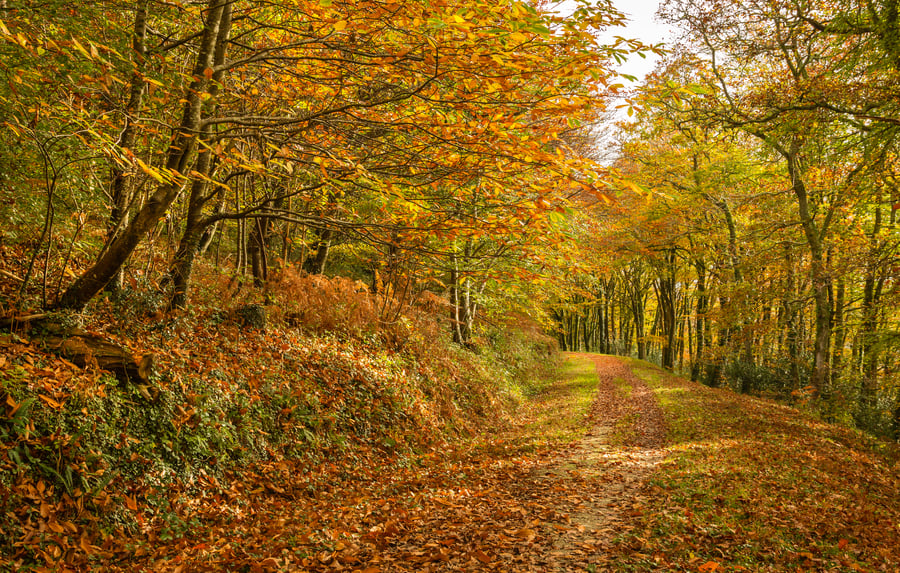 Autumn at St Winnows, Cornwall - fine art photography print