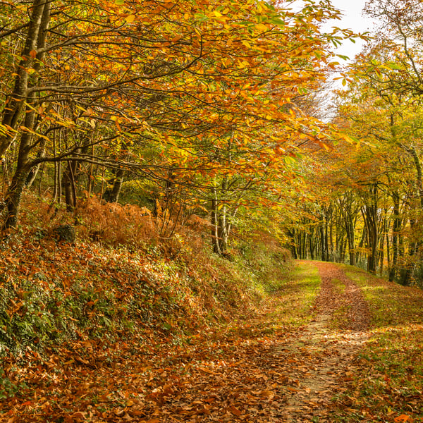 Autumn at St Winnows, Cornwall - fine art photography print