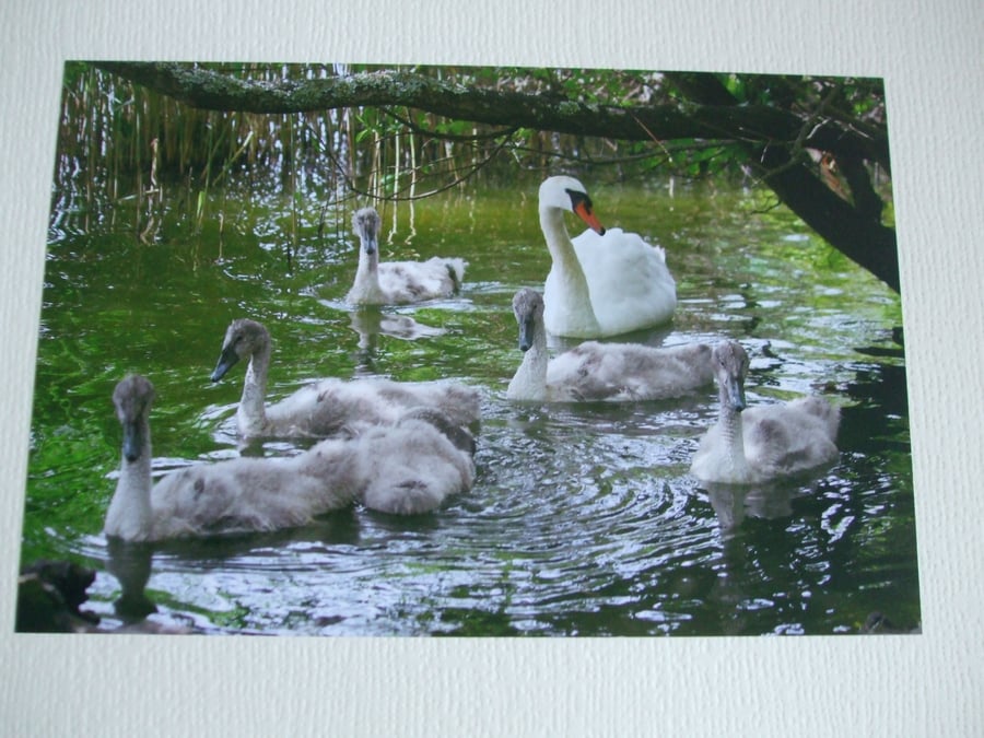 Photographic greetings card of a Swan with her Cygnets. 