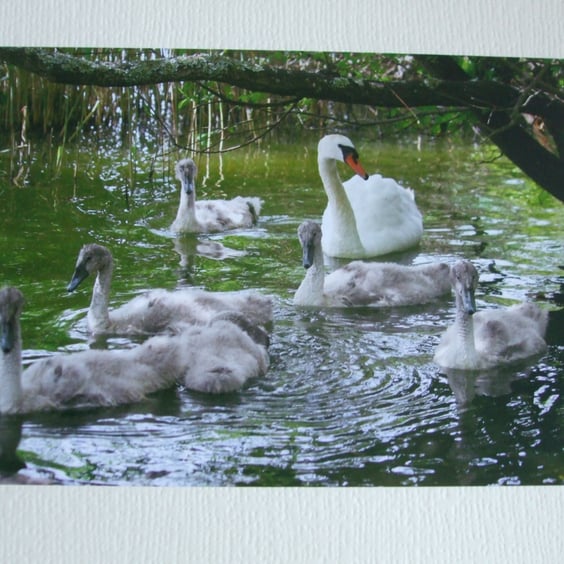 Photographic greetings card of a Swan with her Cygnets. 