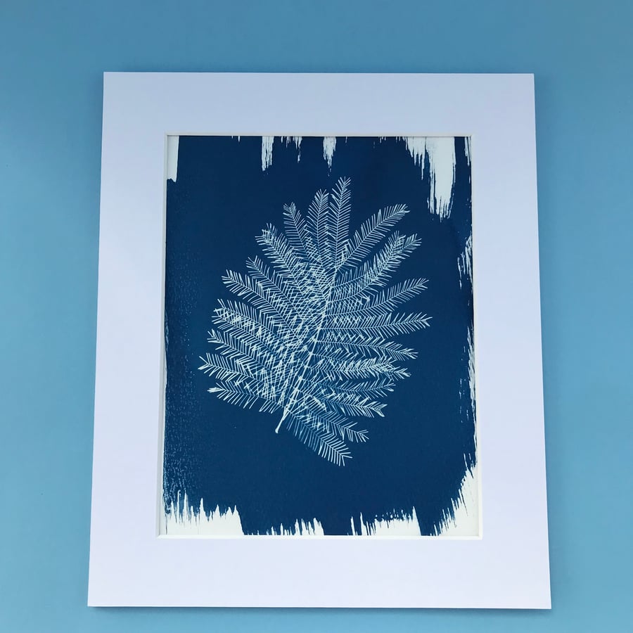 Botanical Art, Mimosa meets Cyanotype and falls in love x