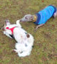 Hettie Whippet Hand Knitted Turquoise & Blue Tank - Image 3