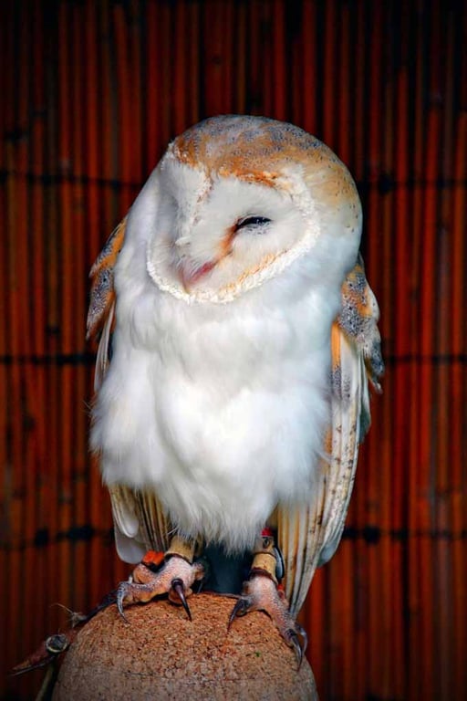 Barn Owl Tyto Alba Bird Of Prey Photograph Print