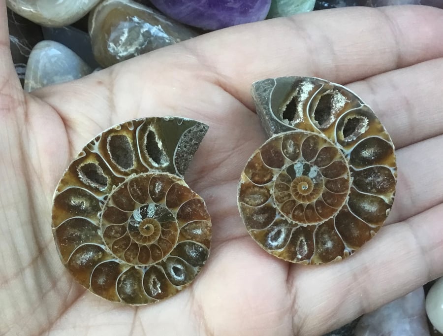 Beautiful Pair of Large Polished Ammonite Halves for Jewellery Making.