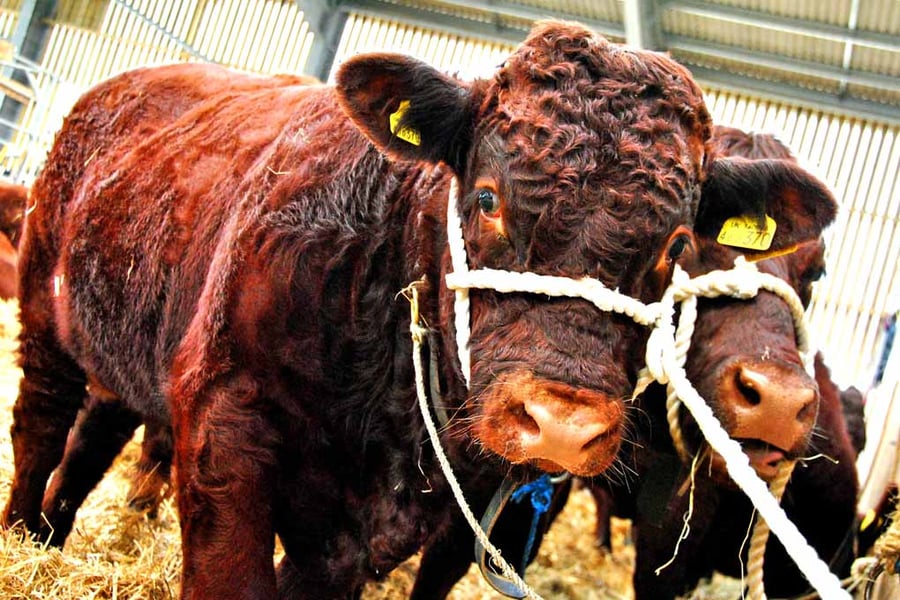 Pedigree Red Ruby Devon Cow Photograph Print