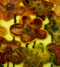 Bright yellow flowers - Image 2
