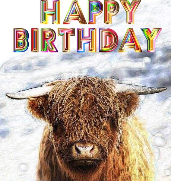 A5 Highland Cow Happy Birthday 