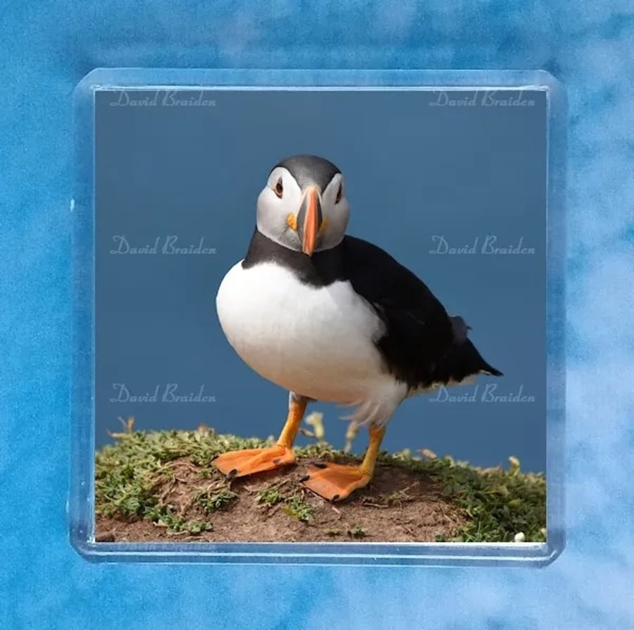 Puffin 10 square magnet