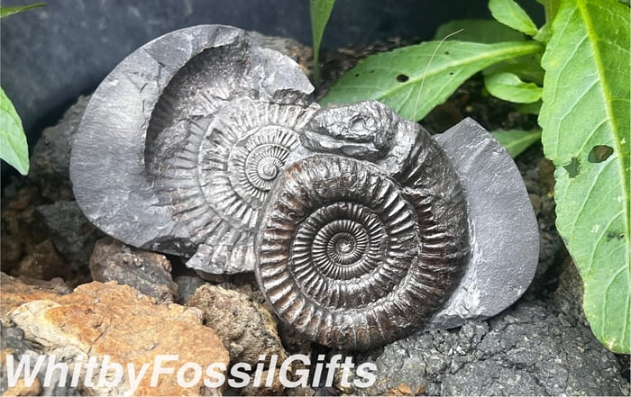 WhitbyFossilGifts