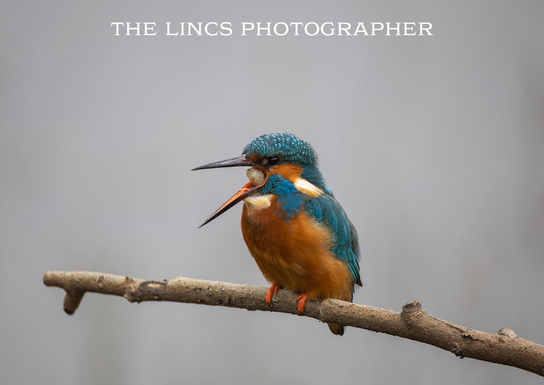 Kingfisher print (Limited edition of 10)