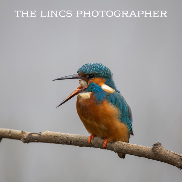Kingfisher print (Limited edition of 10)
