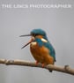 Kingfisher print (Limited edition of 10)
