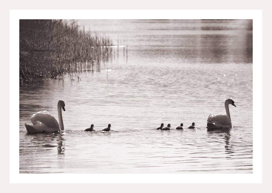 Black & White Swans Norfolk Creek Greeting Card A5