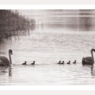 Black & White Swans Norfolk Creek Greeting Card A5