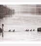 Black & White Swans Norfolk Creek Greeting Card A5 - Image 1