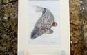 Original Artwork - Animals, Plants and Flowers